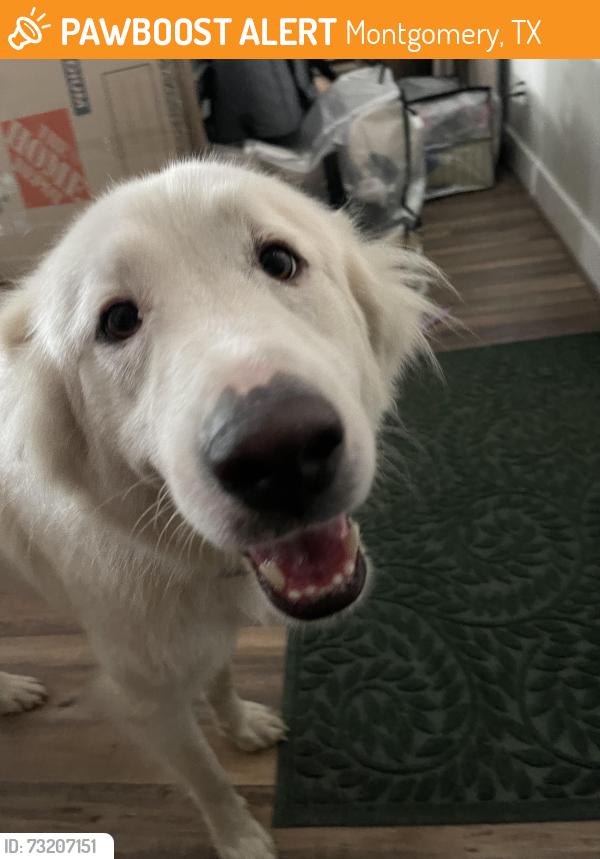 Found/Stray Female Dog last seen Near woodcreek neighborhood, Montgomery, TX 77356