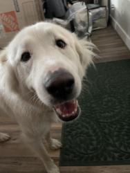 Found/Stray Female Dog last seen Near woodcreek neighborhood, Montgomery, TX 77356