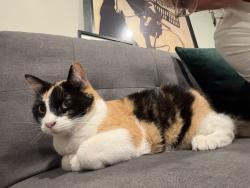 Reunited Female Cat last seen Near Cherry St, Denver, CO 80207