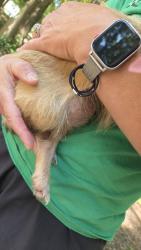 Reunited Female Dog last seen Bellview and Westover, Winston-Salem, NC 27103