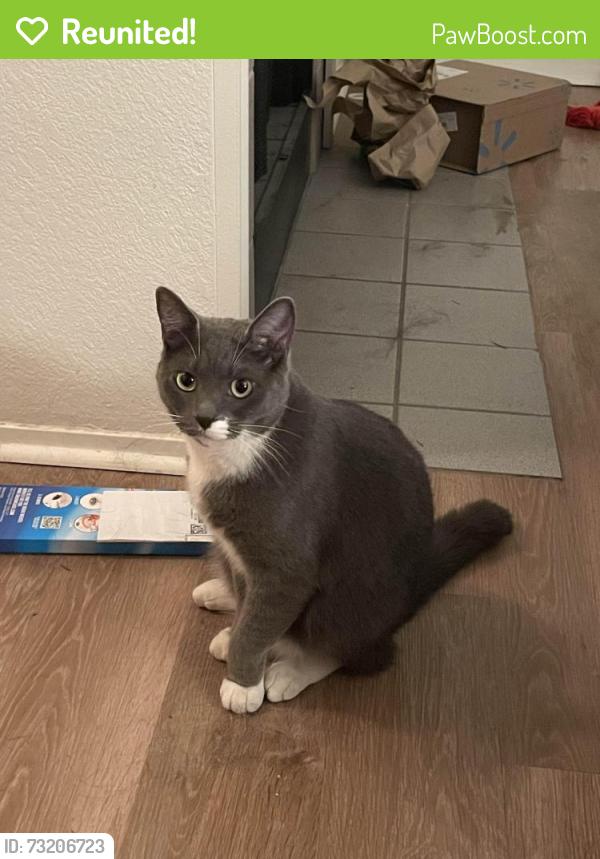 Reunited Unknown Cat last seen Near Westridge Ave W, Tacoma, WA 98466