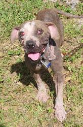 Shelter Stray Female Dog last seen Near Short Street, LAFAYETTE, LA, 70501, 410 Dugas Rd, Lafayette, LA 70507, USA