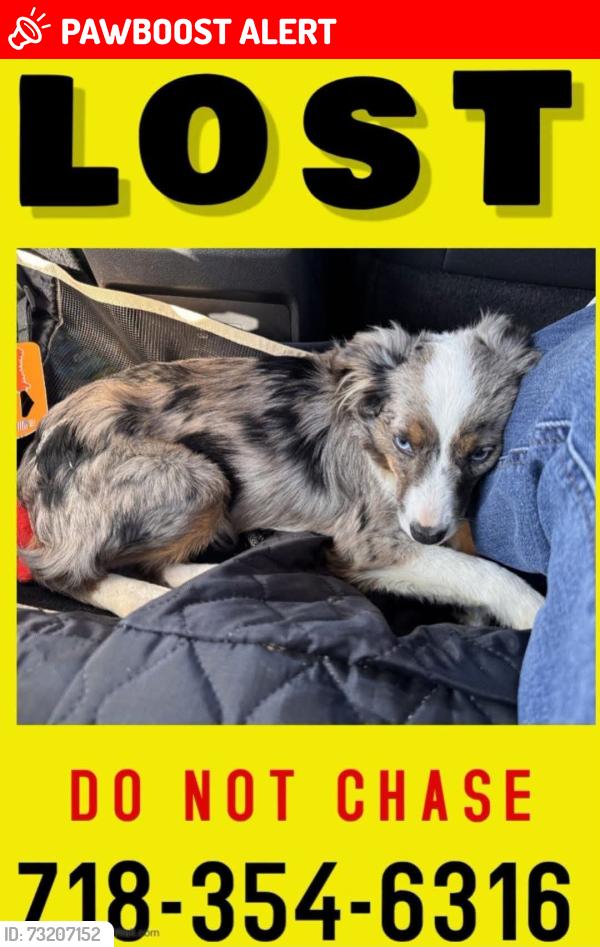 Lost Male Dog last seen Tree top rd / meadow rd, Readington Township, NJ 08889