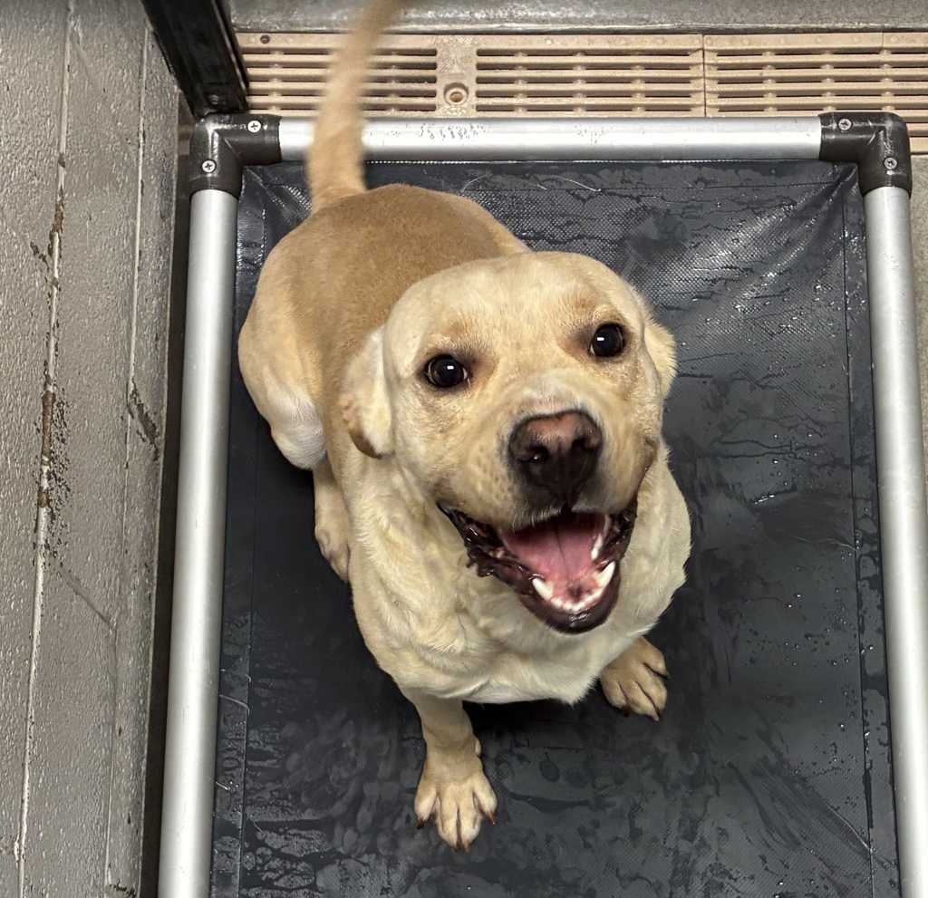 Shelter Stray Male Dog last seen Near N Redwood Road, SALT LAKE CITY, UT, 84116, 511 W 3900 S, Salt Lake City, UT 84123, USA