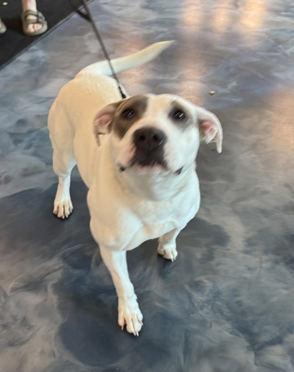 Shelter Stray Female Dog last seen avon and livernois, ROCHESTER HILLS, MI, 48309, 1200 N Telegraph Building 42E, Pontiac, MI 48340, USA