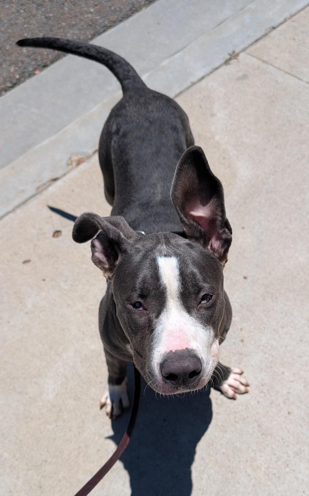 Shelter Stray Female Dog last seen Near Santa Margarita Street, San Diego, CA, 92114, 5500 Gaines St, San Diego, CA 92110, USA