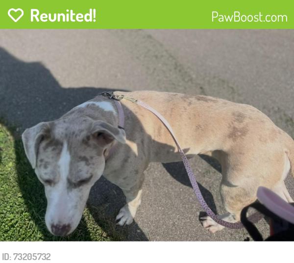 Reunited Female Dog last seen South common, Mississauga, ON 