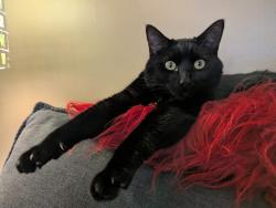 Lost Male Cat last seen Denbigh high School area, Newport News, VA 23608