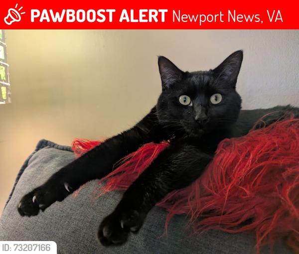 Lost Male Cat last seen Denbigh high School area, Newport News, VA 23608