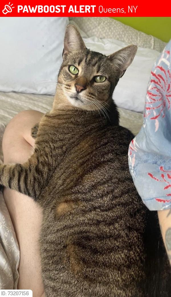 Lost Male Cat last seen Intersection of Grove St and Fresh Pond Rd in Ridgewood, Queens, Queens, NY 11385