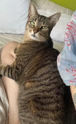 Lost Male Cat last seen Intersection of Grove St and Fresh Pond Rd in Ridgewood, Queens, Queens, NY 11385