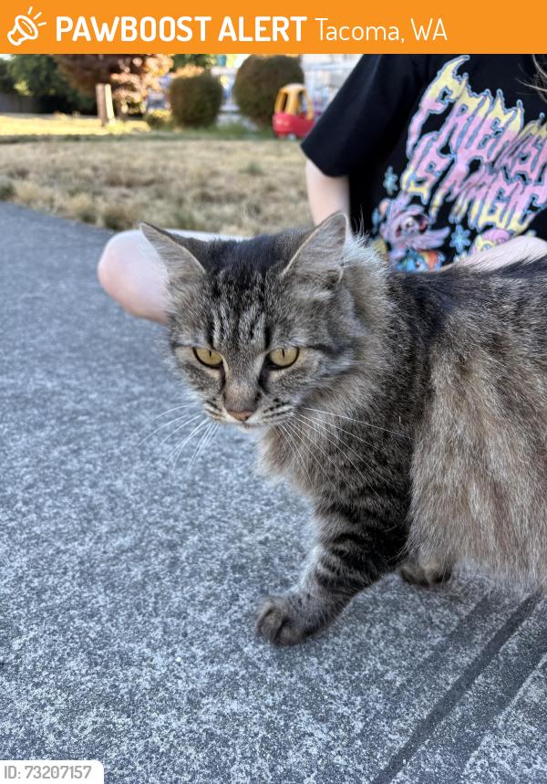 Found/Stray Female Cat last seen Union ave, in the neighbourhood., Tacoma, WA 98405