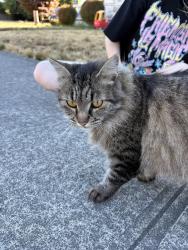 Found/Stray Female Cat last seen Union ave, in the neighbourhood., Tacoma, WA 98405