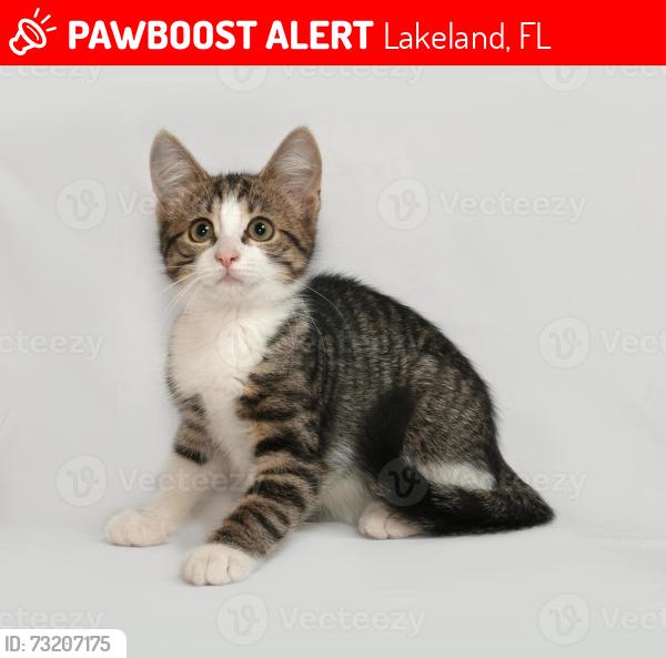 Lost Female Dog last seen Near lakeland park drive, Lakeland, FL 33801
