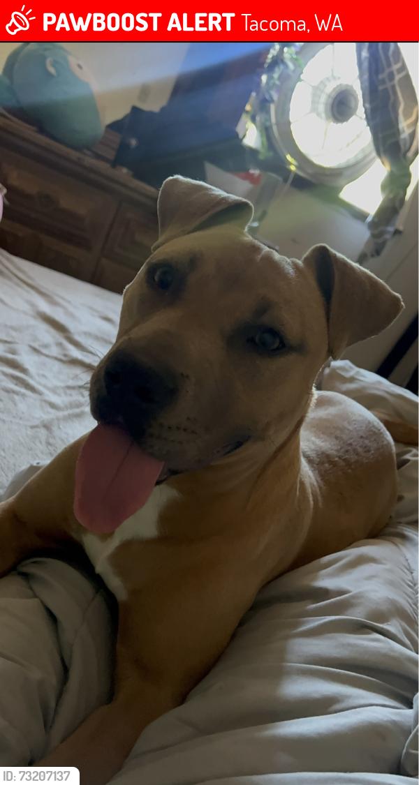 Lost Female Dog last seen E McKinley Ave, Tacoma, WA 98404