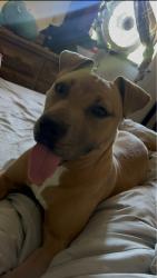 Lost Female Dog last seen E McKinley Ave, Tacoma, WA 98404