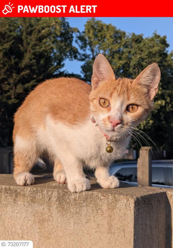 Lost Female Cat last seen Palmerston Road, Greater London, England HA3 7RW