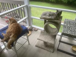 Lost Female Cat last seen Near Florida Ave oak ridge tn, Oak Ridge, TN 37830