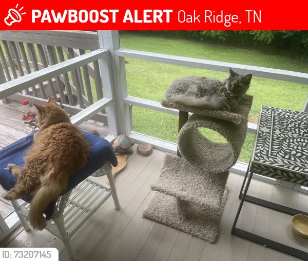 Lost Female Cat last seen Near Florida Ave oak ridge tn, Oak Ridge, TN 37830