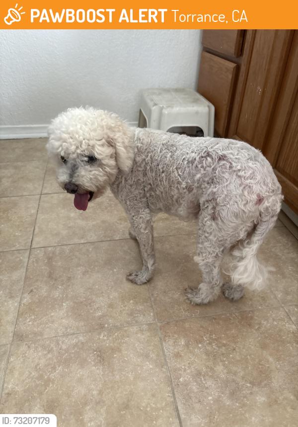 Found/Stray Unknown Dog last seen Between western and Denker, Torrance, CA 90501