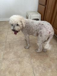 Found/Stray Unknown Dog last seen Between western and Denker, Torrance, CA 90501
