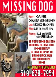 Lost Female Dog last seen Redondo Beach Pier, Redondo Beach, CA 90254