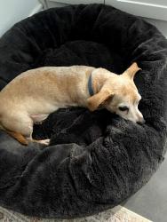 Reunited Male Dog last seen East Dallas off Ferguson, Dallas, TX 75228