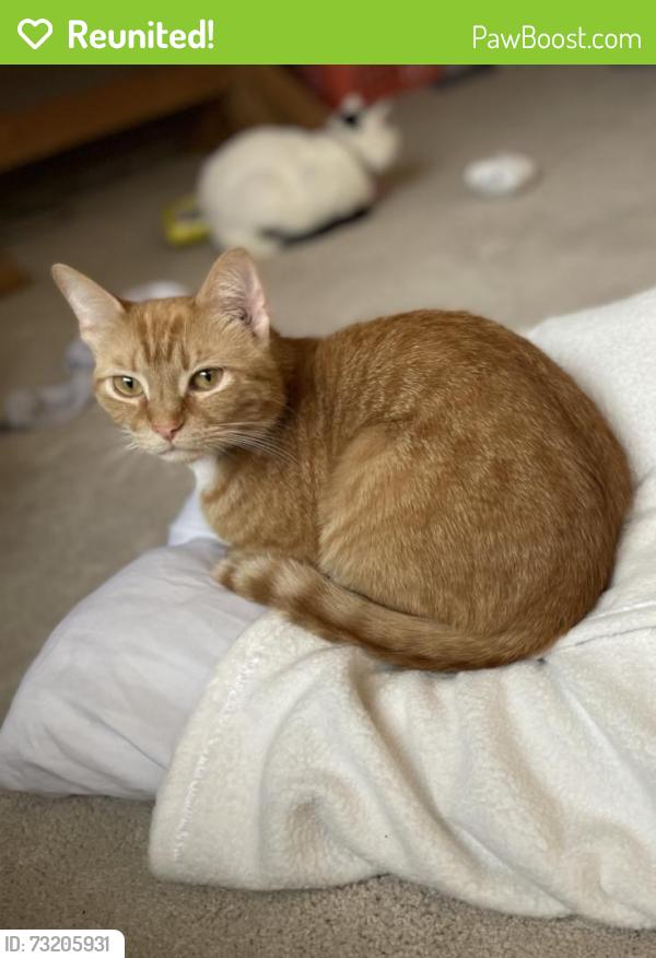 Reunited Male Cat last seen Shepherdsville Rd, Louisville, KY 40219, Louisville, KY 40219