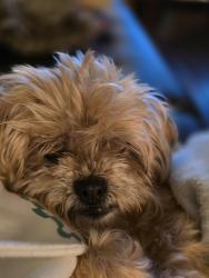 Lost Female Dog last seen near E Bastanchury Rd across Fullerton Sports complex, Fullerton, CA 92835