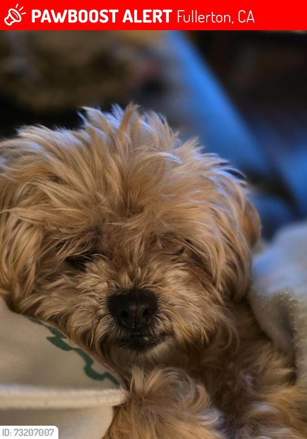 Lost Female Dog last seen near E Bastanchury Rd across Fullerton Sports complex, Fullerton, CA 92835