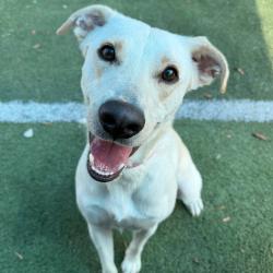 Shelter Stray Female Dog last seen , 2350 Appling City Cove, Memphis, TN 38133, USA