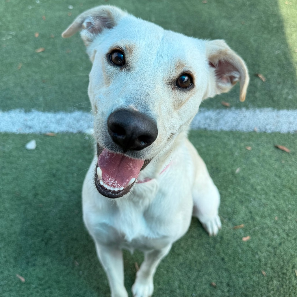 Shelter Stray Female Dog last seen , 2350 Appling City Cove, Memphis, TN 38133, USA