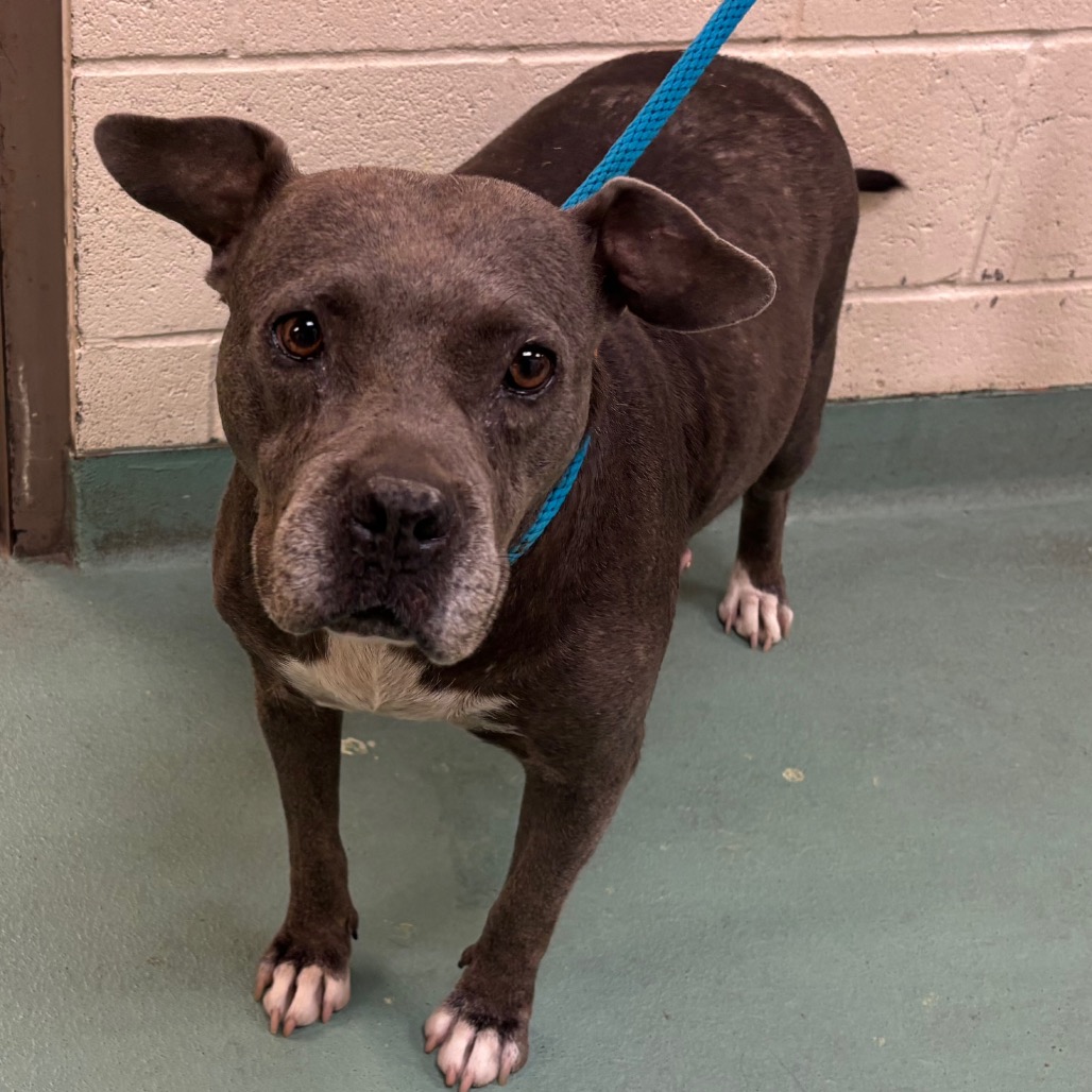 Shelter Stray Female Dog last seen , 2350 Appling City Cove, Memphis, TN 38133, USA