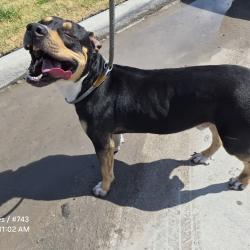 Shelter Stray Male Dog last seen , 1109 Moore Ave, Portland, TX 78374, USA