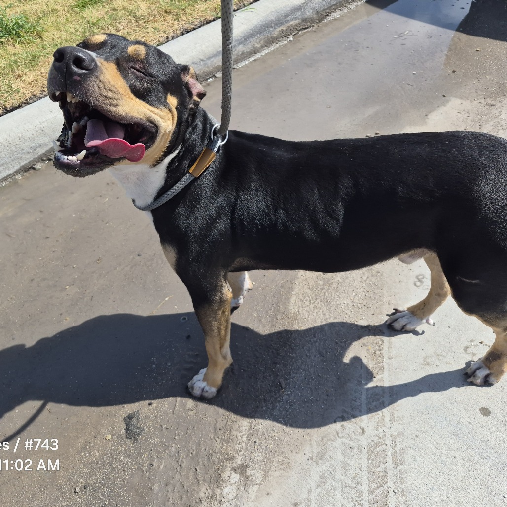 Shelter Stray Male Dog last seen , 1109 Moore Ave, Portland, TX 78374, USA