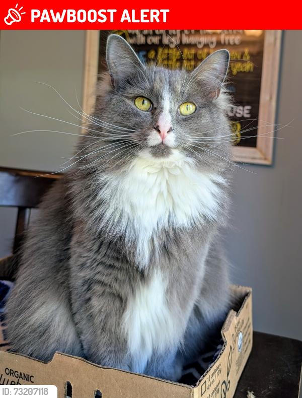 Lost Female Cat last seen John West Road, Jonesborough TN, Washington County, TN 37659