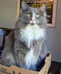 Lost Female Cat last seen John West Road, Jonesborough TN, Washington County, TN 37659