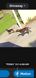 Found/Stray Unknown Dog last seen Freedom Mill and Lewis Road, Gastonia, NC 28052