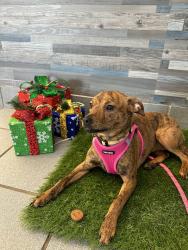 Reunited Female Dog last seen Cornelia and Irving, Brooklyn, NY 11237