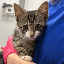 Shelter Stray Male Cat last seen , 328 Furman Hall Rd, Greenville, SC 29609, USA