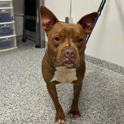 Shelter Stray Male Dog last seen , 328 Furman Hall Rd, Greenville, SC 29609, USA