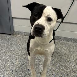 Shelter Stray Male Dog last seen , 328 Furman Hall Rd, Greenville, SC 29609, USA