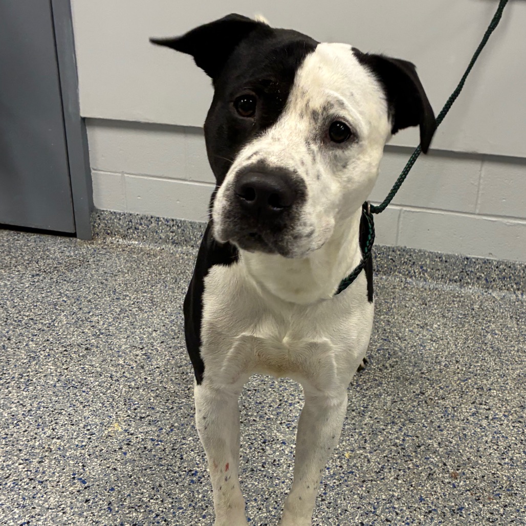 Shelter Stray Male Dog last seen , 328 Furman Hall Rd, Greenville, SC 29609, USA