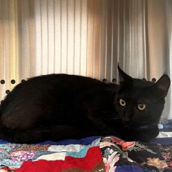 Shelter Stray Male Cat last seen , 3428 S Jenkins Ave, Norman, OK 73072, USA