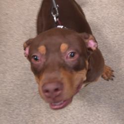 Shelter Stray Male Dog last seen , 8464 Beach Blvd, Jacksonville, FL 32216, USA