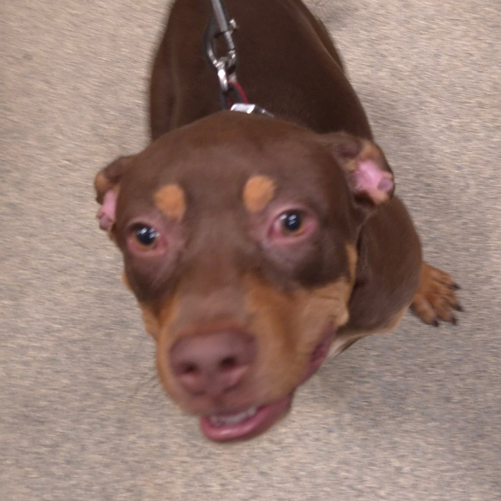 Shelter Stray Male Dog last seen , 8464 Beach Blvd, Jacksonville, FL 32216, USA