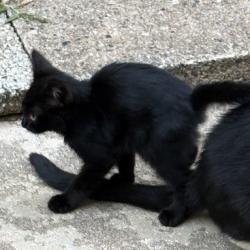 Shelter Stray Male Cat last seen , 980 Guilford College Rd, Greensboro, NC 27409, USA