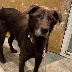 Shelter Stray Female Dog last seen , 4500 N Access Rd, Chattanooga, TN 37415, USA