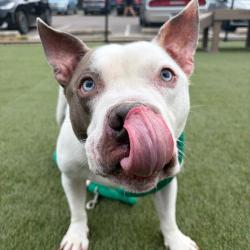 Shelter Stray Male Dog last seen , Animal Care & Control Team of Philly, 111 W Hunting Park Ave, Philadelphia, PA 19140, USA