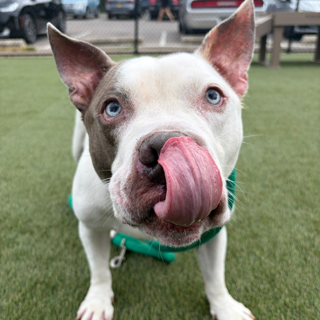 Shelter Stray Male Dog last seen , Animal Care & Control Team of Philly, 111 W Hunting Park Ave, Philadelphia, PA 19140, USA